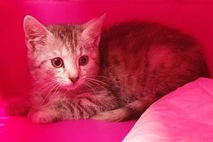 katze