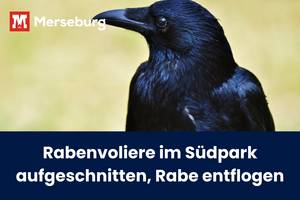 Beitragsbild entflogener Rabe Südpark © Pressestelle ein Rabe, der nach links schaut; Titel des Artikels