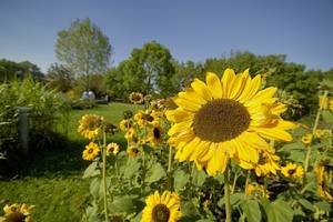 sonnenblumen